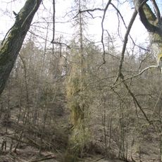 Smrky u Vlasákovy hájenky