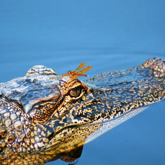 Cajun Pride Swamp Tours