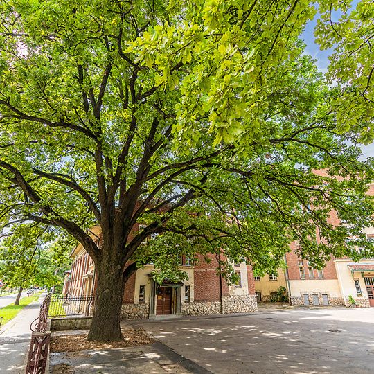 Stieleiche in Kaposvár