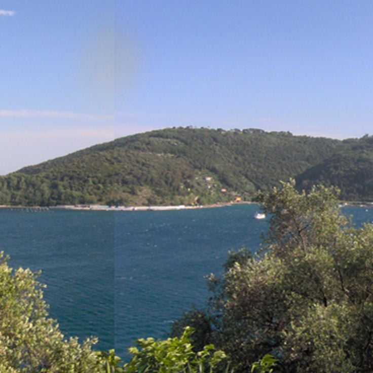 Palmaria