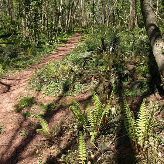 Occombe Valley Woods
