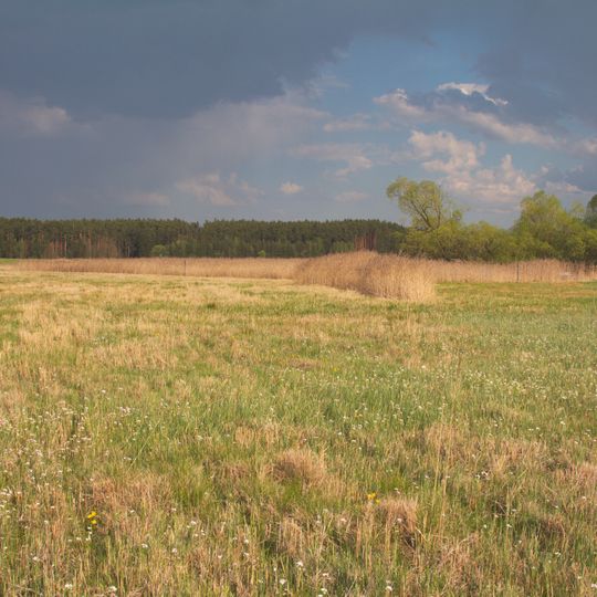 Mokřad u Borského rybníka