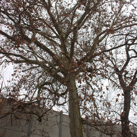 Platan na Čertovské