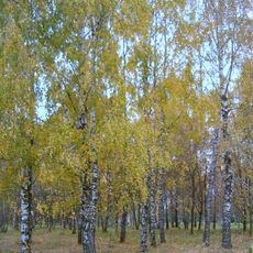 Arboretum of Bereznivskyi Forestry College