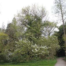Forstbotanisk Have Charlottenlund