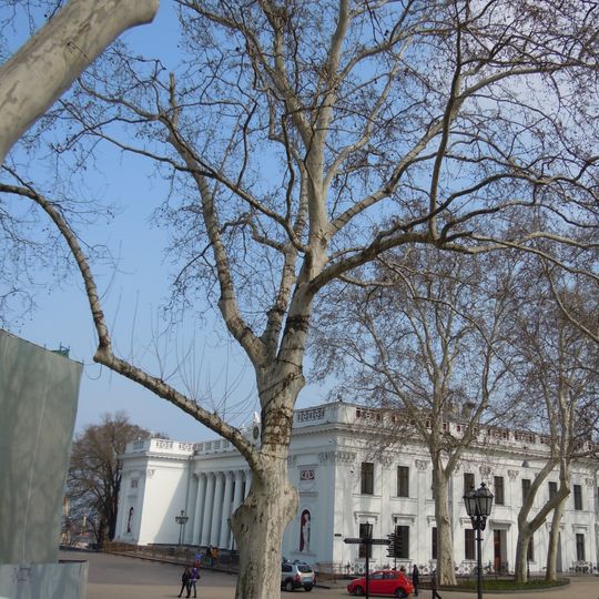 Платан західний