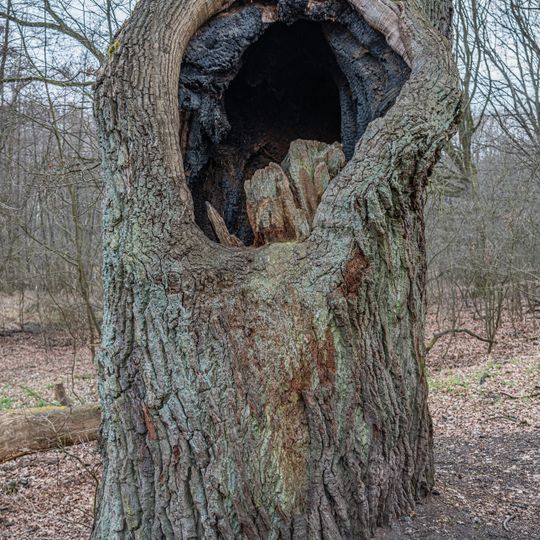 Naturdenkmal Eiche am Gymnasium Fontaneweg in Kleinmachnow