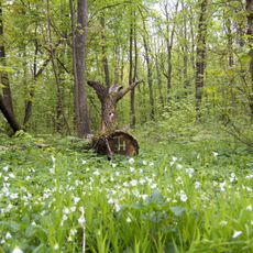 Waldstück am altslawischen Wall