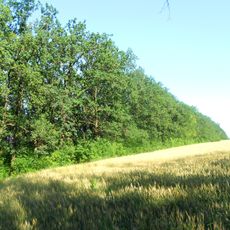 Windbreak of Bălți