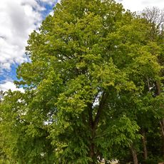 Winterlinde am Schützenhaus