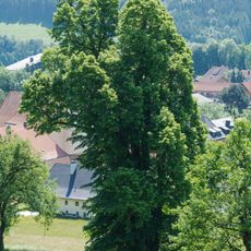 Gsanglinde in Viechtwang