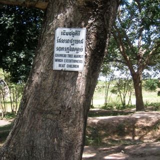 Chankiri Tree