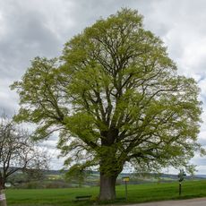 Winter Linde Leubsdorf