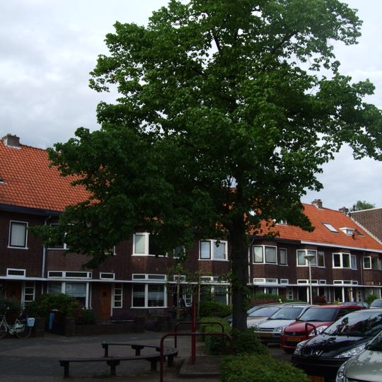 Bevrijdingsboom