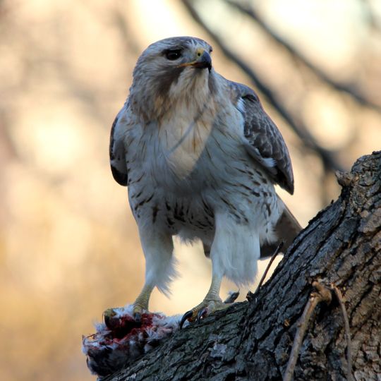 Pale Male