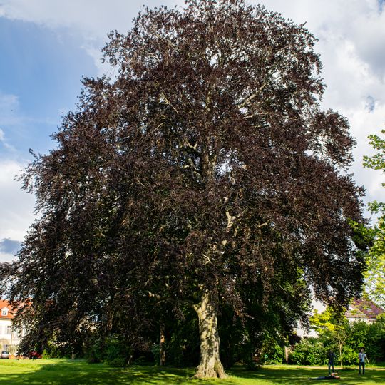 Blutbuche Schloßpark