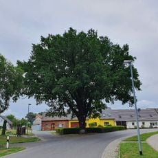 Naturdenkmal Stieleiche Dorfanger am Gedenkstein in Laubst