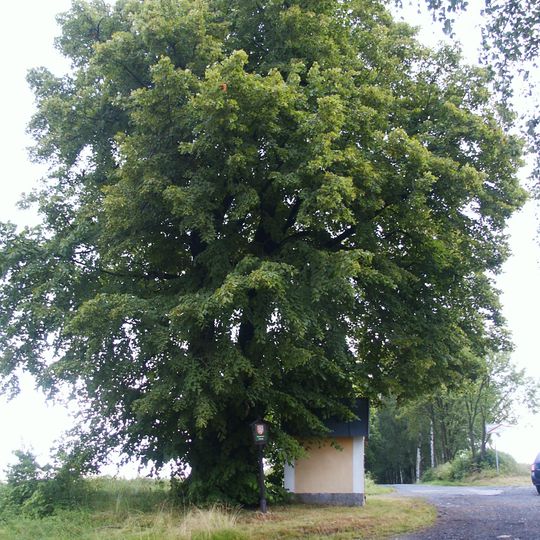 Lípa u Vlčí Hory