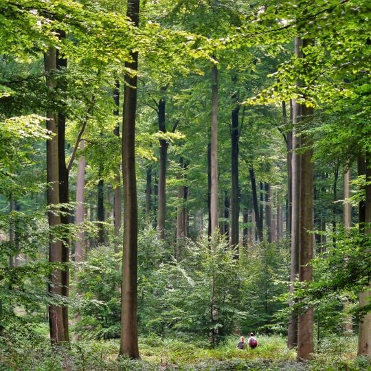 Forêt de Soignes