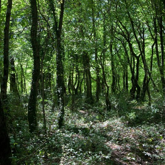 Riserva regionale di Guardiaregia-Campochiaro