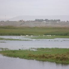 Humedal de la desembocadura del Río Lluta