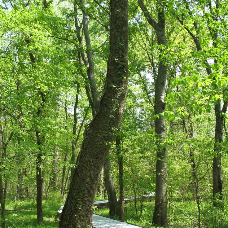 Parco Statale Big Oak Tree