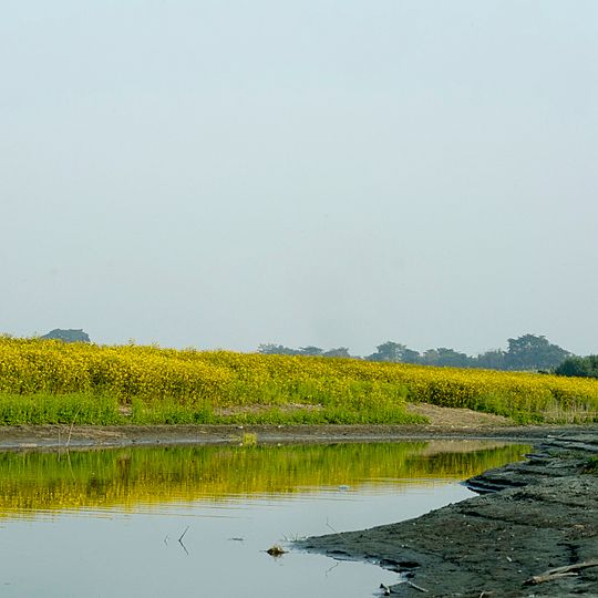 Mayong