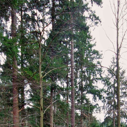 Waldtraut vom Mühlwald