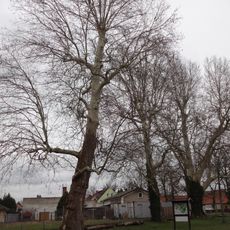 Platanen am Sportplatz