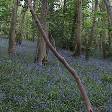 Penglais Nature Park